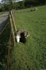 Buttermere-9