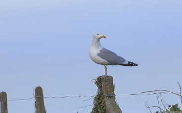 Steven Seagull